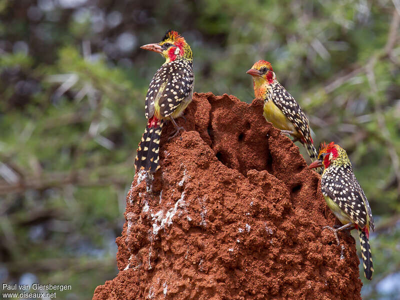Red-and-yellow Barbet, Behaviour