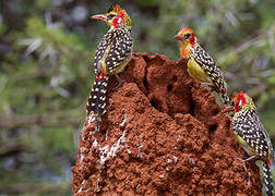 Red-and-yellow Barbet