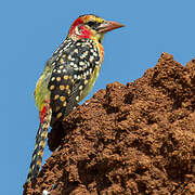 Red-and-yellow Barbet