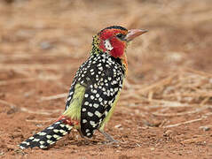 Red-and-yellow Barbet