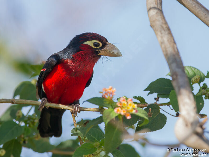 Double-toothed Barbetadult