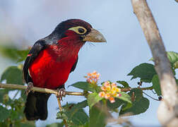 Double-toothed Barbet