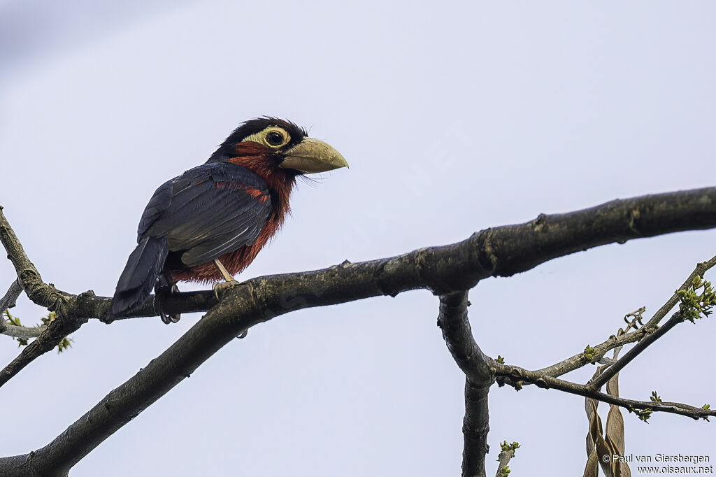 Double-toothed Barbetadult