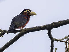 Double-toothed Barbet