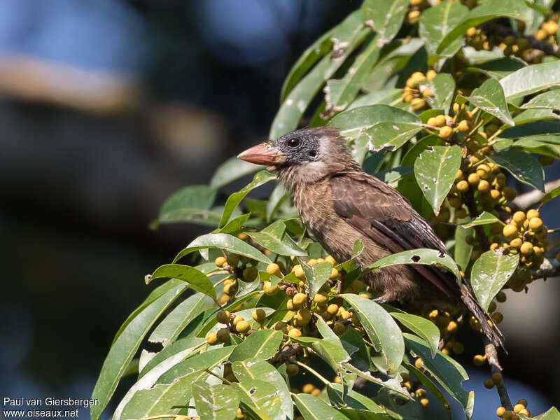 Naked-faced Barbetadult, identification