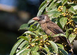 Naked-faced Barbet