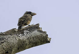 Naked-faced Barbet