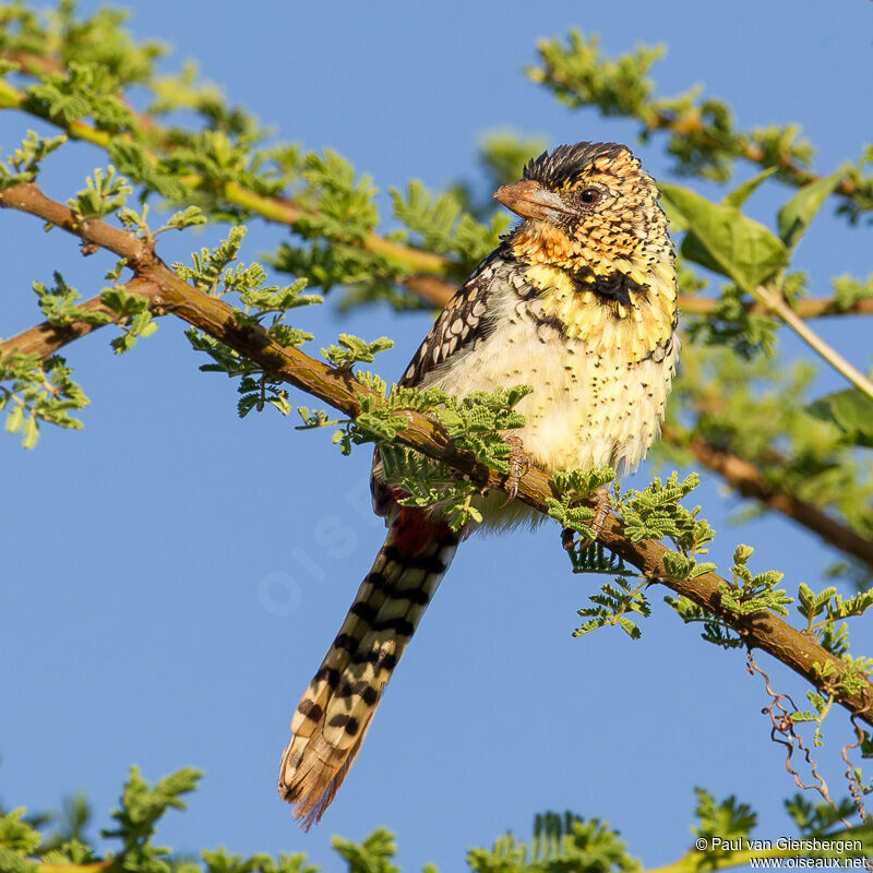 D'Arnaud's Barbet