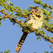 D'Arnaud's Barbet