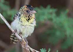 D'Arnaud's Barbet