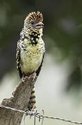 D'Arnaud's Barbet