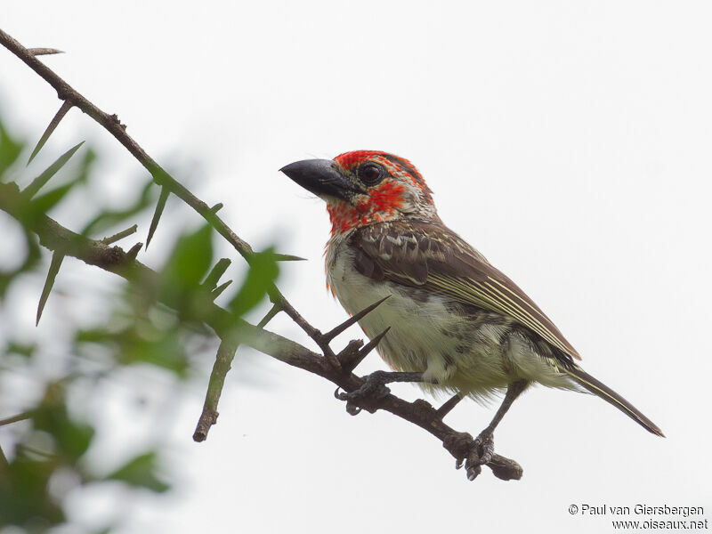 Vieillot's Barbet