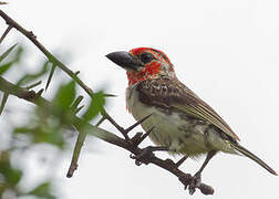 Vieillot's Barbet