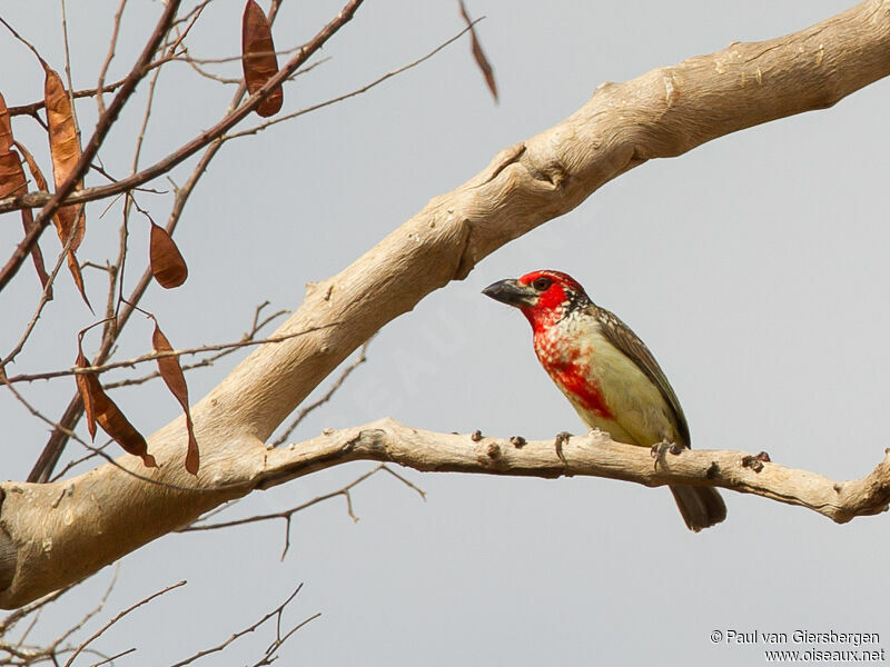 Vieillot's Barbet