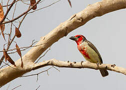 Vieillot's Barbet