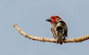 Vieillot's Barbet