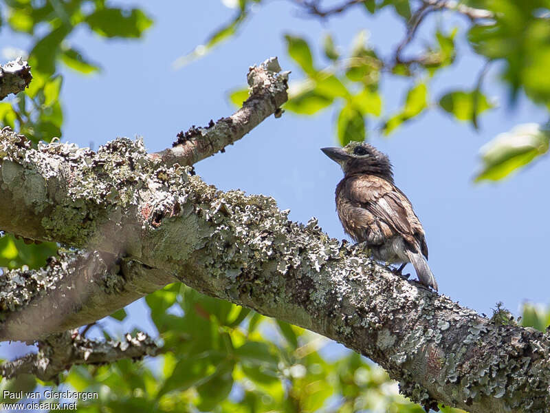 Whyte's Barbetadult, habitat, pigmentation