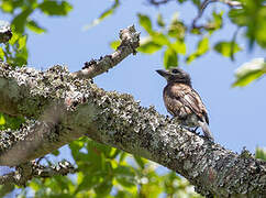 Whyte's Barbet