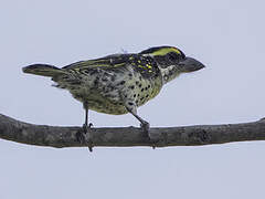 Miombo Pied Barbet