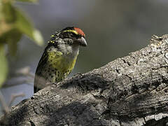 Miombo Pied Barbet