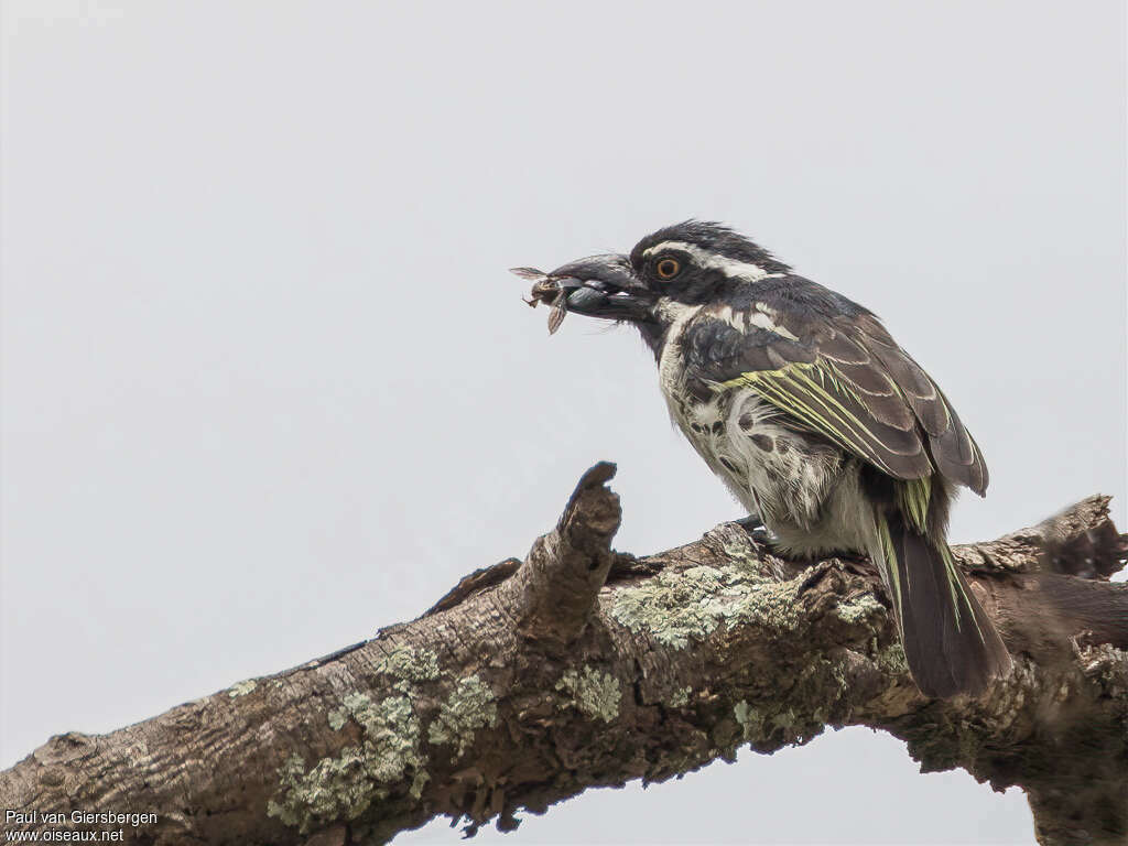 Spot-flanked Barbet male adult, feeding habits