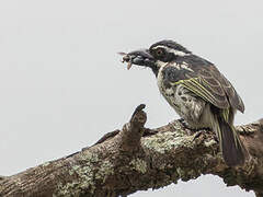 Spot-flanked Barbet