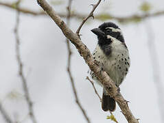 Spot-flanked Barbet