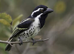 Spot-flanked Barbet