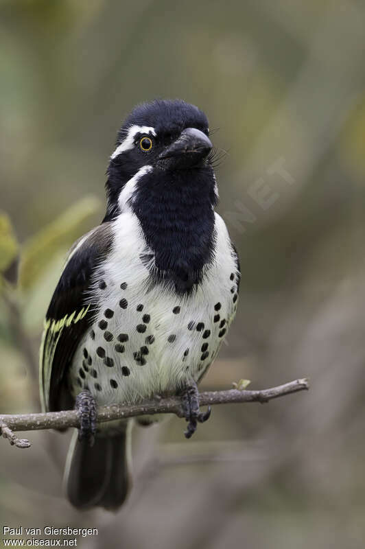 Spot-flanked Barbet male adult, close-up portrait