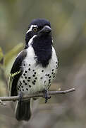 Spot-flanked Barbet