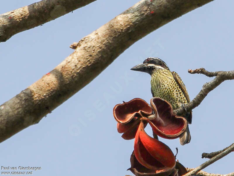 Hairy-breasted Barbetadult, identification