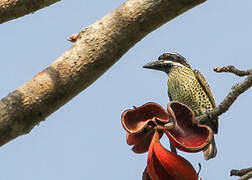 Hairy-breasted Barbet