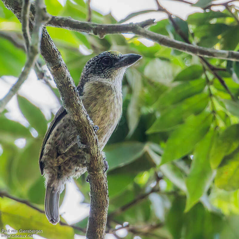 Hairy-breasted Barbet