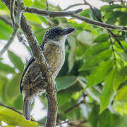 Hairy-breasted Barbet