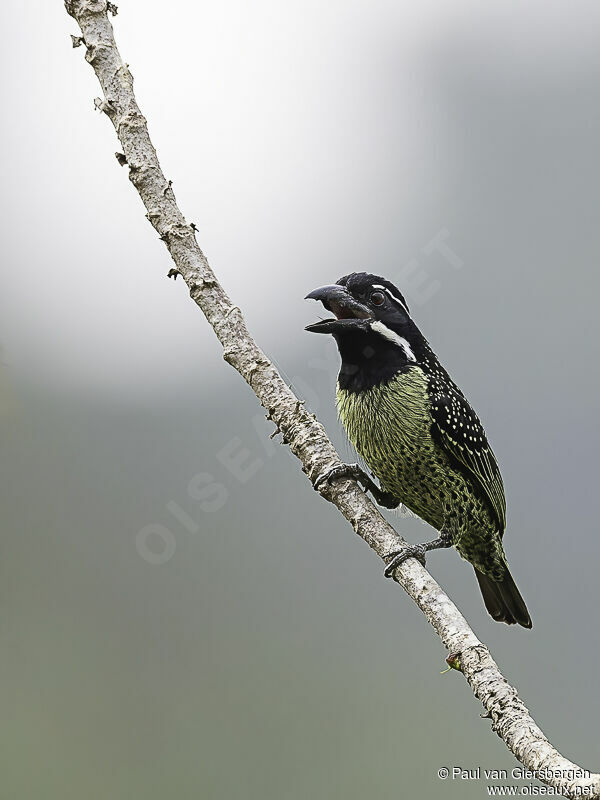 Hairy-breasted Barbetadult