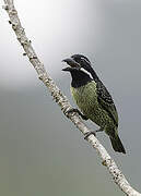 Hairy-breasted Barbet