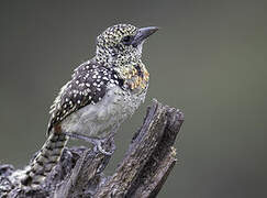 Usambiro Barbet