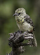 Usambiro Barbet