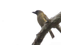 Green Barbet