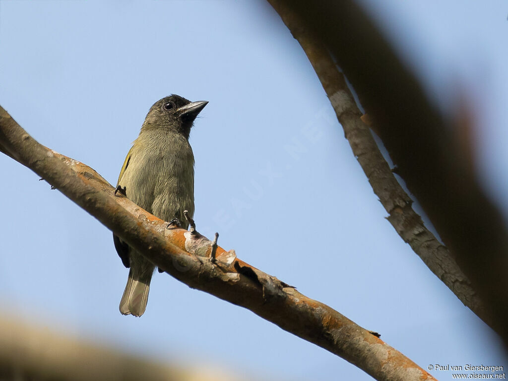 Green Barbet