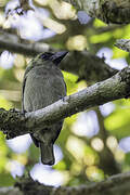 Green Barbet