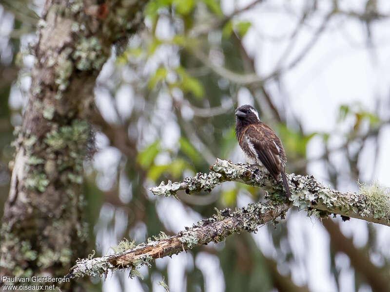 White-eared Barbetadult, habitat