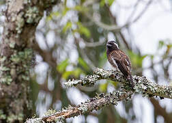 White-eared Barbet