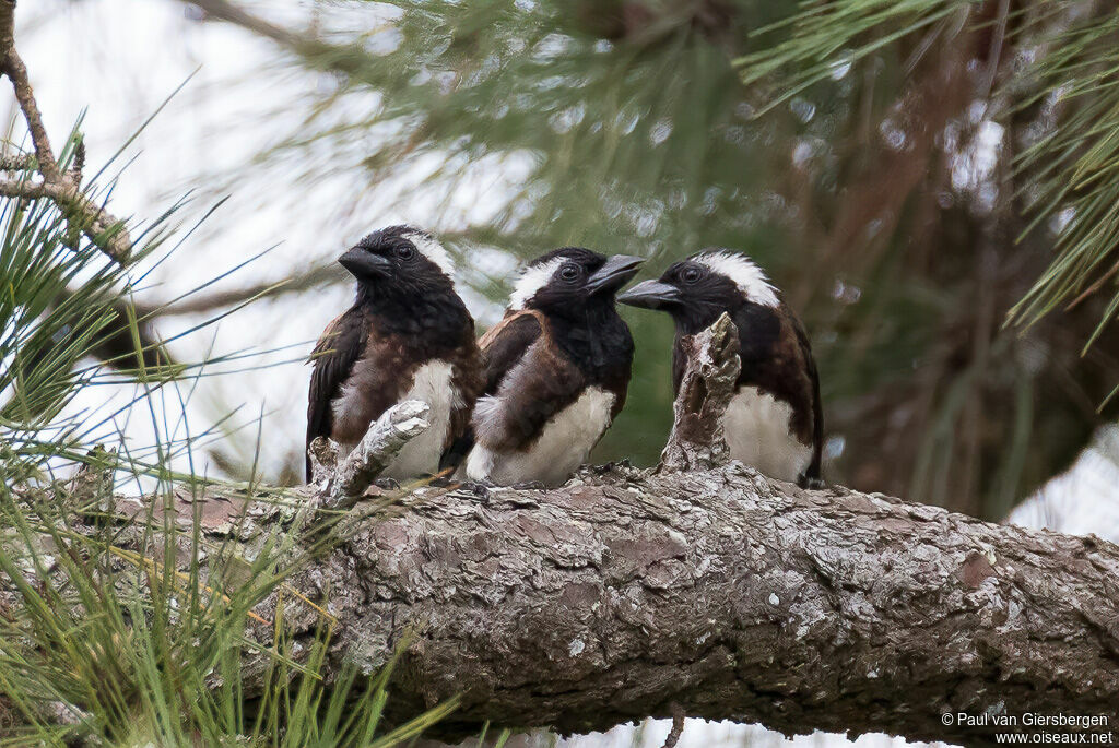 White-eared Barbetadult