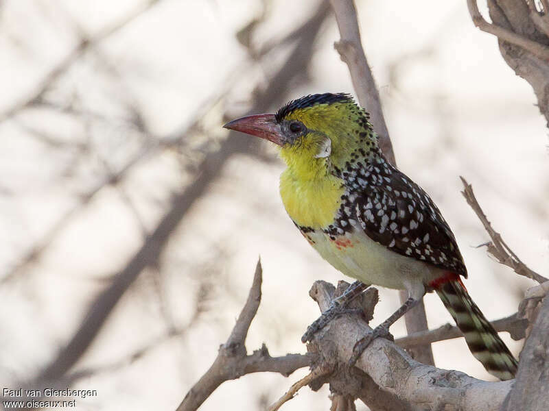 Yellow-breasted Barbetadult, identification