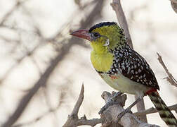 Yellow-breasted Barbet