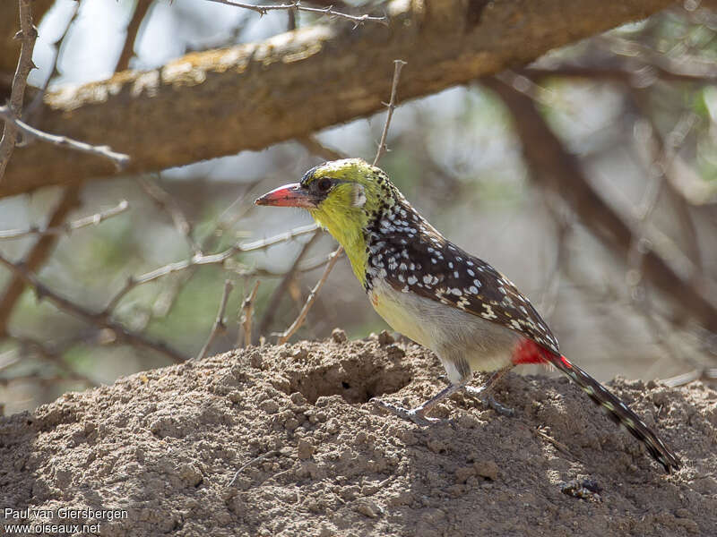 Yellow-breasted Barbetadult