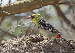 Yellow-breasted Barbet