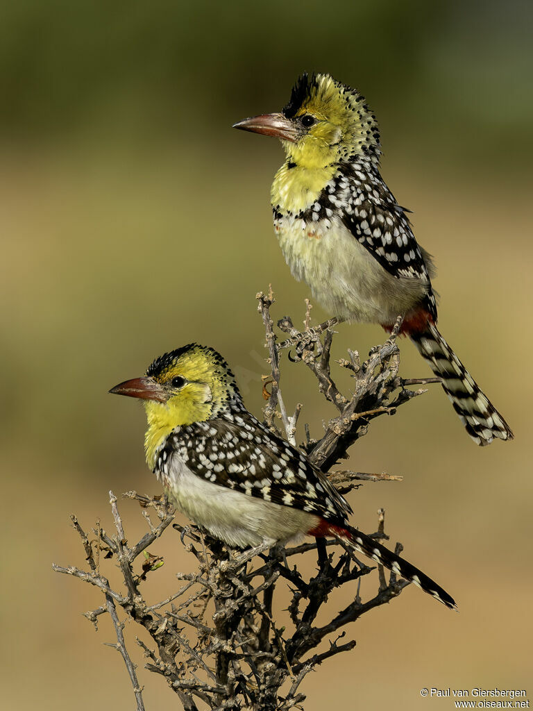 Barbican perléadulte