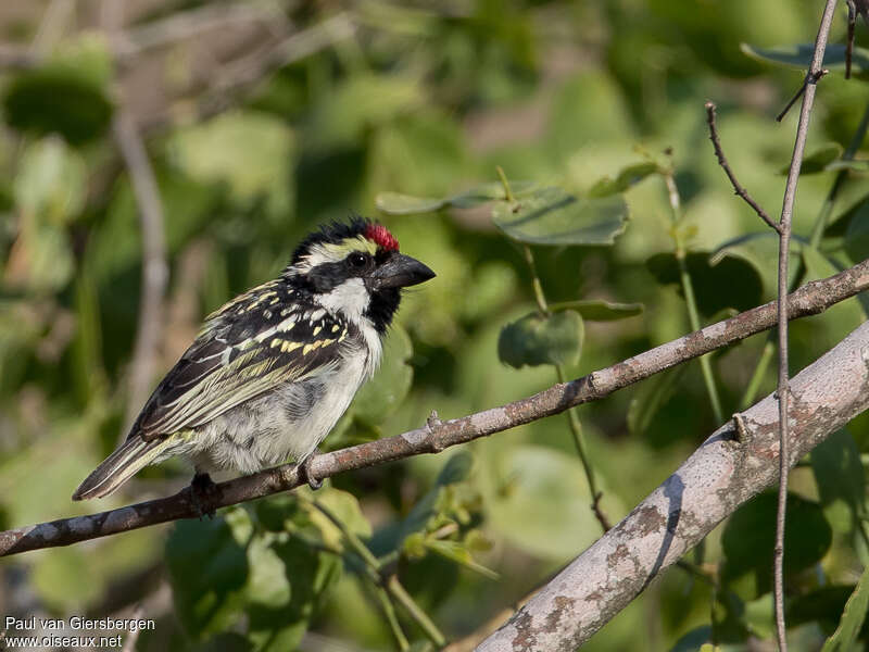 Acacia Pied Barbetadult, identification